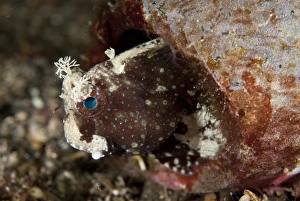 Starry Blenny (Salarias ramosus) adult, sheltering in hole, Lembeh Straits, Sulawesi, Sunda Islands, Indonesia, June