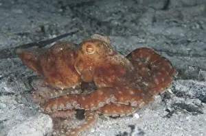West Papua Prints: Starry Night Octopus (Callistoctopus luteus) adult