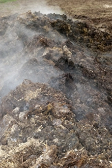 Piles Prints: Steaming midden of bedding manure, for spreading on arable field, England, march