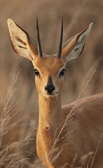 Desert Prints: Steenbok (Raphicerus campestris) adult male