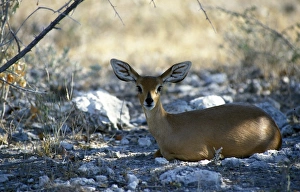 Antelopes Prints: Steenbok (Raphicerus campestris) Namibia