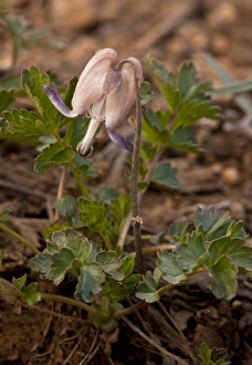 Steers Head (Dicentra uniflora) flowering, growing at snowline, Northern California, U. S. A. july