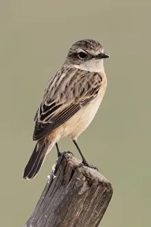 Stejneger's Stonechat (Saxicola stejnegeri) adult female, perched on post, Nam Sang Wai, Hong Kong, China, december