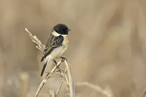 Stejnegers Stonechat (Saxicola stejnegeri) adult male, perched on stem, Long Valley, New Territories, Hong Kong, China