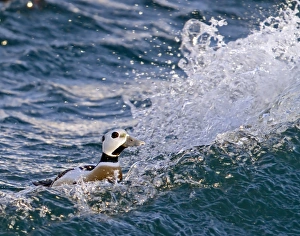 Choppy Prints: Steller's Eider (Polysticta stelleri) adult male