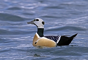 Steller's Eider (Polysticta stelleri) adult male, swimming at sea, Varanger, Northern Norway, march