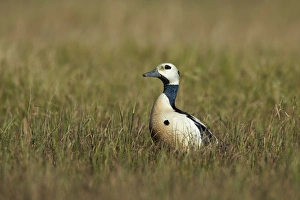 Stellers Eider (Polysticta stelleri) adult male, breeding plumage, standing on tundra, near Barrow, Alaska, U. S. A. June