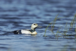 Stellers Eider (Polysticta stelleri) adult male, breeding plumage, swimming on tundra pool, near Barrow, Alaska, U. S. A