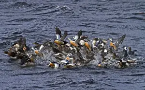 Stellers Prints: Steller's Eider (Polysticta stelleri) adult males and females