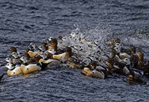 Steller's Eider (Polysticta stelleri) adult males and females, wintering flock, swimming on rough sea, Varanger, Northern Norway, march