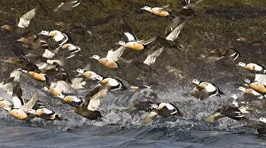 Steller's Eider (Polysticta stelleri) adult males and females, flock in flight, taking off from sea, Varanger Fjord, Northern Norway, march