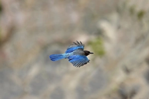 Oregon Prints: Steller's Jay (Cyanocitta stelleri) adult