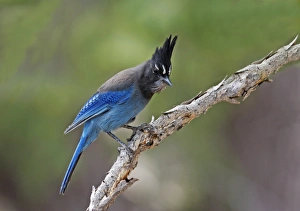 Stellers Jay (Cyanocitta stelleri) adult, perched on branch, Utah, U. S. A. June