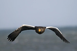 Winters Prints: Steller's Sea-eagle (Haliaeetus pelagicus) adult