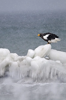 Steller's Sea-eagle (Haliaeetus pelagicus) adult, standing on sea ice in snowfall, Shiretoko Peninsula, Hokkaido, Japan, winter
