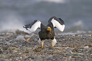 Steller's Sea-eagle (Haliaeetus pelagicus) adult, taking off from beach, Shiretoko Peninsula, Hokkaido, Japan, winter