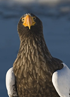 Steller's Sea-eagle (Haliaeetus pelagicus) adult, close-up of head, standing on sea ice, Nemuro Channel, off Rausu, Shiretoko Peninsula, Hokkaido, Japan, winter