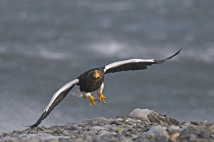 Steller's Sea-eagle (Haliaeetus pelagicus) adult, in flight, taking off from beach, Shiretoko Peninsula, Hokkaido, Japan, winter