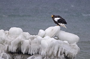 Steller's Sea-eagle (Haliaeetus pelagicus) adult, standing on sea ice in snowfall, Shiretoko Peninsula, Hokkaido, Japan, winter