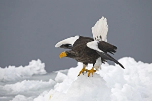 Steller's Sea-eagle (Haliaeetus pelagicus) adult, standing on sea ice, Nemuro Channel, off Rausu, Hokkaido, Japan, winter