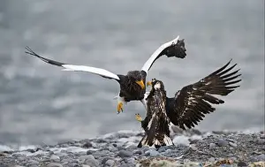 Steller's Sea-eagle (Haliaeetus pelagicus) adult and immature, fighting, squabbling over carcass on beach, Shiretoko Peninsula, Hokkaido, Japan, winter
