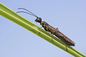Sawflies Prints: Stem Sawfly (Cephidae sp. ) adult