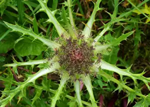 Thistle Prints: Stemless Carline Thistle (Carlina acaulis) close-up of flowerhead, France, July