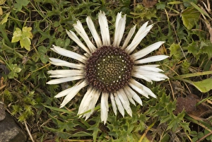 Dolomite Prints: Stemless Carline Thistle (Carlina acaulis ssp)