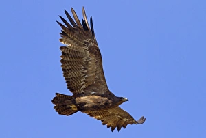 Eagles Prints: Steppe Eagle (Aquila nipalensis) adult, in flight, Northern India, january