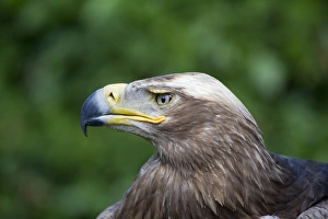 Bill Prints: Steppe Eagle (Aquila nipalensis) adult, close-up of head, (captive)
