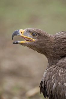 Bill Prints: Steppe Eagle (Aquila nipalensis) adult, calling, close-up of head (captive)