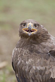 Steppe Eagle (Aquila nipalensis) adult, calling, close-up of head and back (captive)