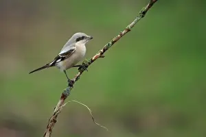 Vagrants Prints: Steppe Grey Shrike (Lanius pallidirostis) immature