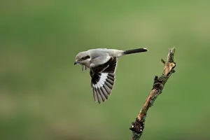 Steppe Grey Shrike (Lanius pallidirostis) immature, first winter plumage, autumn vagrant, in flight, Norfolk, England