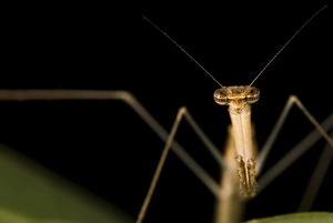 Mantodea Prints: Stick Mantis (Mantodea sp. ) adult