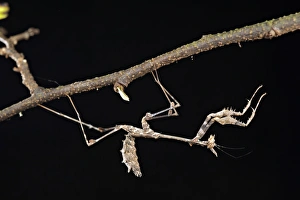 Nymph Prints: Stick Mantis (Sybilla pretiosa) young, on underside of twig, South Africa