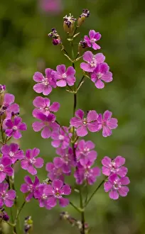 Southeastern Europe Prints: Sticky Catchfly (Lychnis viscaria) close-up of flowers, Bulgaria, may