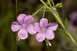 Iberia Prints: Sticky Flax (Linum viscosum) close-up of flowers, Spanish Pyrenees, Spain, June