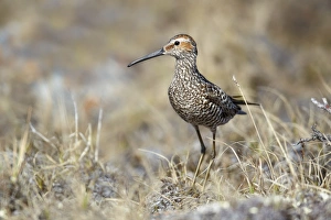 Scolopacidae Prints: Stilt Sandpiper (Calidris himantopus) adult