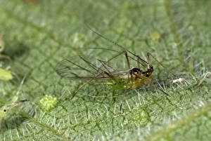 Stinging Prints: Stinging nettle aphid, Microlophium carnosum, winged alate on a stinging nettle leaf