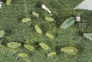 Stinging Prints: Stinging nettle aphids, Microlophium carnosum, infestation on a stinging nettle leaf