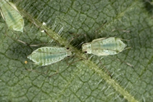 Stinging nettle aphids, Microlophium carnosum, infestation on a stinging nettle leaf