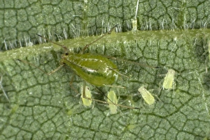 Stinging nettle aphids, Microlophium carnosum, infestation on a stinging nettle leaf