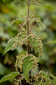 Stinging Prints: Stinging Nettle (Urtica dioica) close-up of flowers, Spain, June