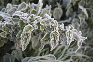 Stinging Prints: Stinging Nettle (Urtica dioica) close-up of frost covered leaves at dawn