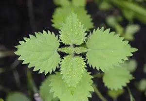 Stinging Prints: Stinging Nettle (Urtica dioica) close-up of leaves with waterdrops