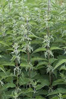 Stinging Prints: Stinging Nettle, Urtica dioica, flowering patch