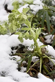 Emerge Prints: Stinking Hellebore (Helleborus foetidus) appearing through snow, Dorset, England, January