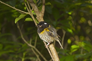 Ring Prints: Stitchbird (Notiomystis cincta) adult male