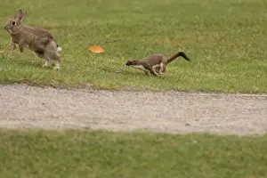 Wild Prints: Stoat (Mustela erminea) adult, chasing European Rabbit (Oryctolagus cuniculus) prey
